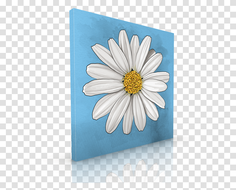 Download White Daisy Lovely, Plant, Flower, Daisies, Blossom Transparent Png