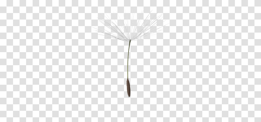 Download White Dandelion Image Dandelion, Plant, Flower, Blossom, Lamp Transparent Png