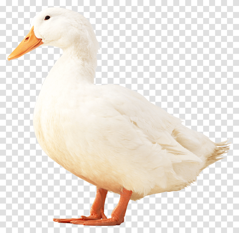 Download White Duck Image With White Duck, Bird, Animal, Goose, Waterfowl Transparent Png