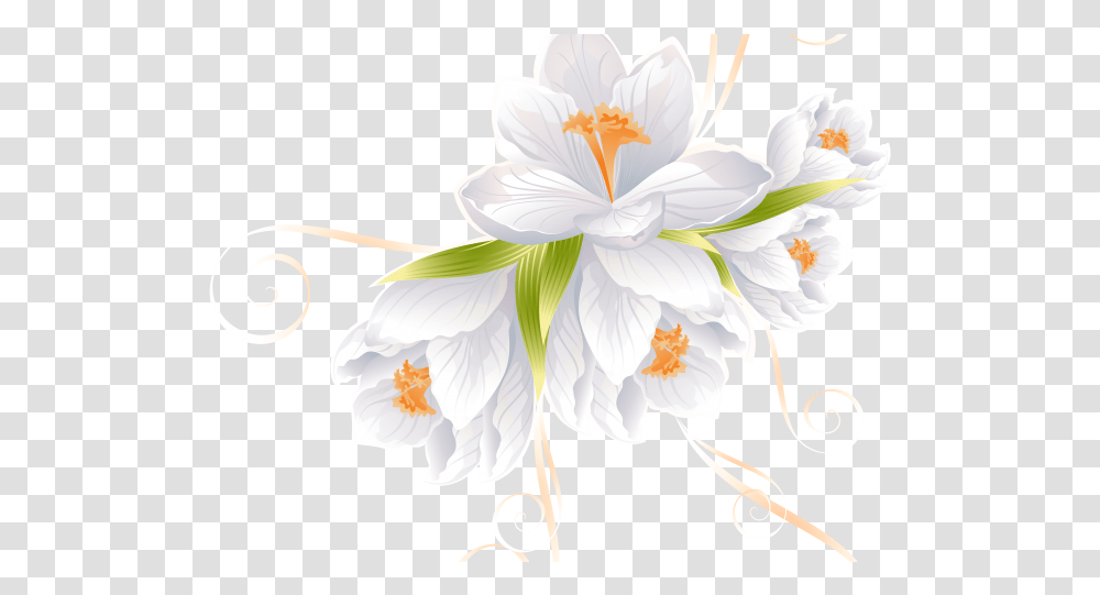 Download White Flower Clipart Background White Flower, Plant, Blossom, Lily, Amaryllidaceae Transparent Png