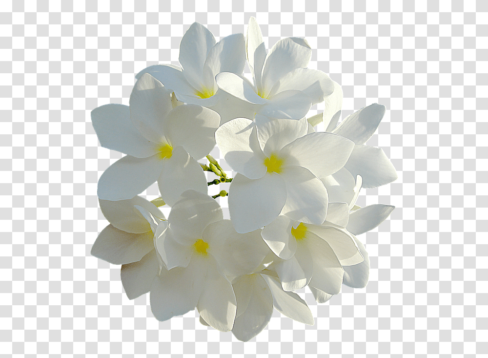 Download White Flowers 849770 960 720 Bouquet White Flowers, Plant, Geranium, Blossom, Petal Transparent Png