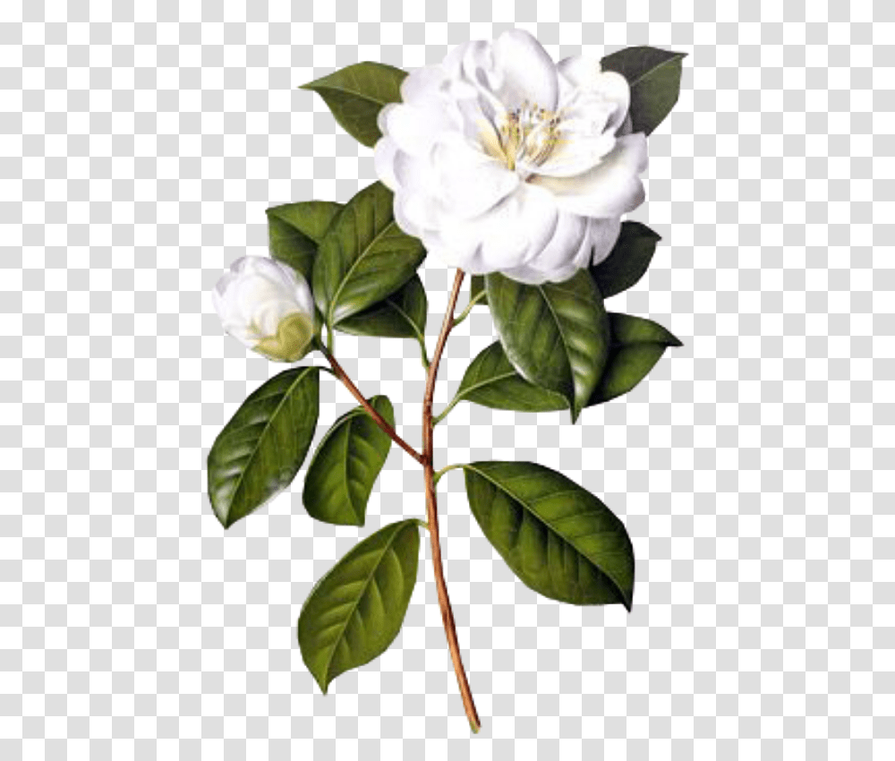 Download White Flowers Picsart Uokplrs Jasmine Flower Botanical Illustration, Plant, Leaf, Bush, Vegetation Transparent Png
