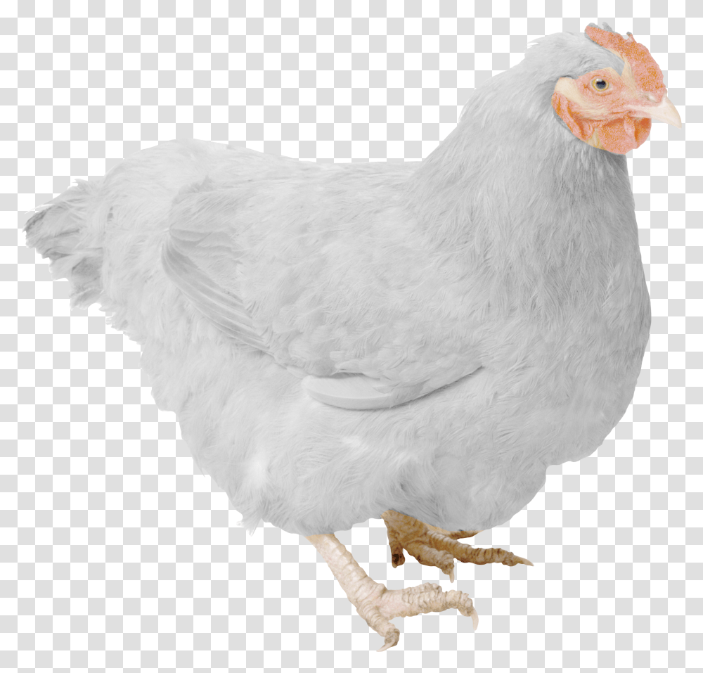 Download White Hen Free Pic Chickens, Poultry, Fowl, Bird, Animal Transparent Png