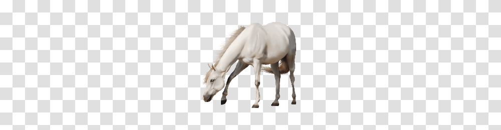 Download White Horse Image Hq Image Freepngimg, Foal, Mammal, Animal, Colt Horse Transparent Png