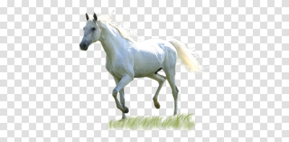 Download White Horse Images White Horse, Mammal, Animal, Stallion, Andalusian Horse Transparent Png