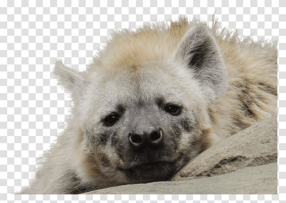 Download White Hyena, Mammal, Animal, Wildlife, Dog Transparent Png