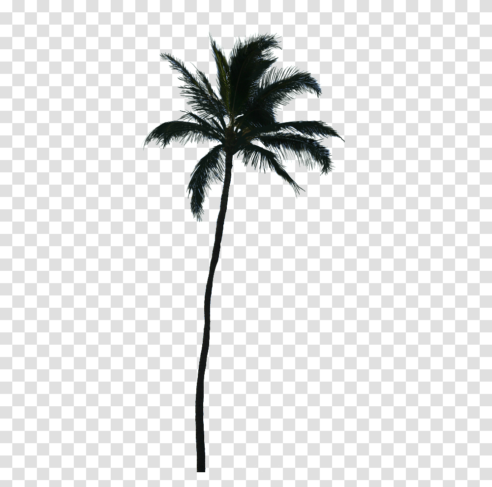 Download White Palm Tree Silhouette Palm Tree Vector, Plant, Leaf, Symbol, Bird Transparent Png