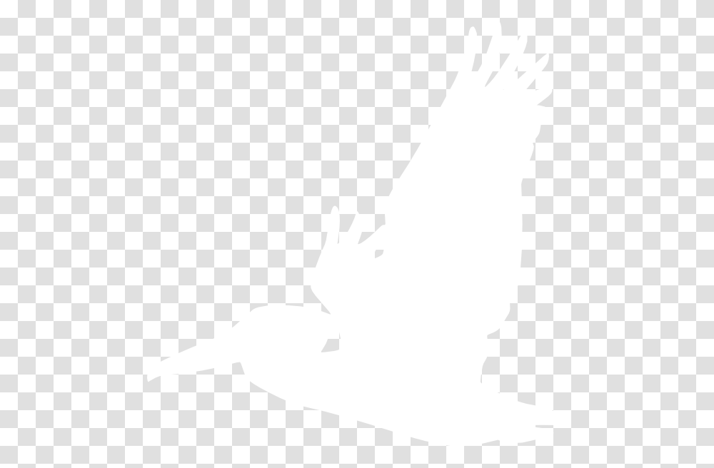 Download White Pelican Clipart, Texture, White Board, Apparel Transparent Png