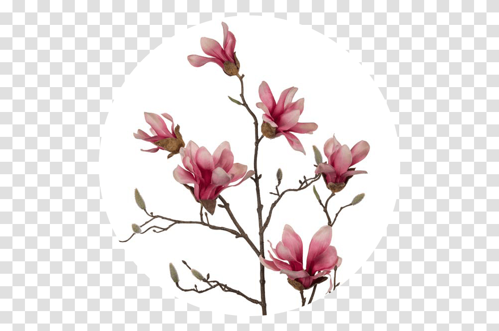 Download White Pink Chinese Magnolia Image With No Pink Magnolia Flower, Plant, Blossom, Cherry Blossom, Art Transparent Png
