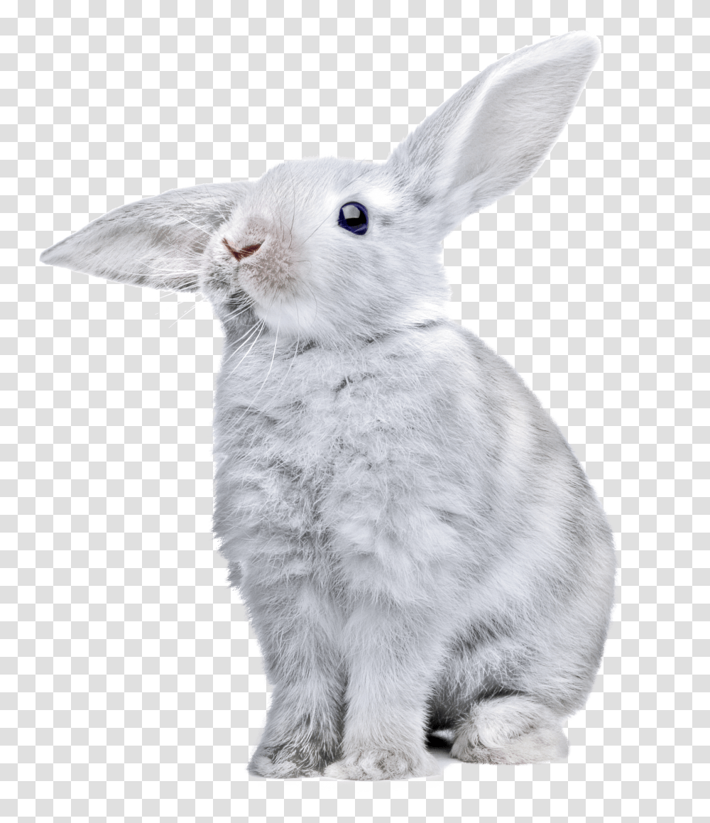 Download White Rabbit Image Rabbit Transparent Png