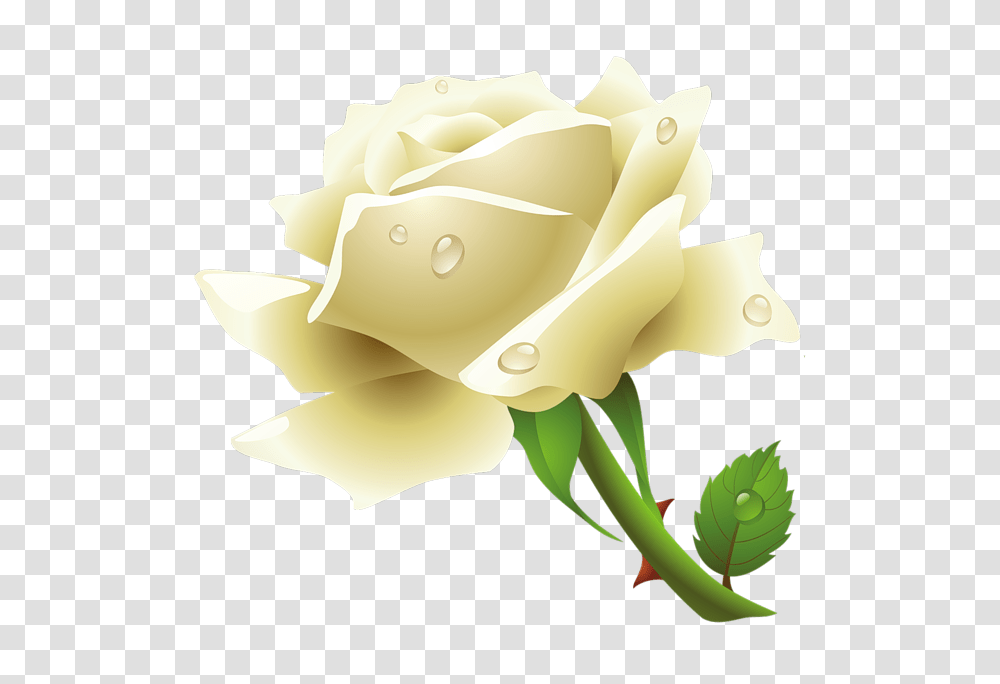Download White Rose Free Image And Clipart White Rose, Flower, Plant, Blossom, Petal Transparent Png