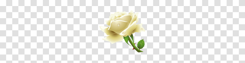Download White Rose Free Photo Images And Clipart Freepngimg, Flower, Plant, Blossom, Petal Transparent Png
