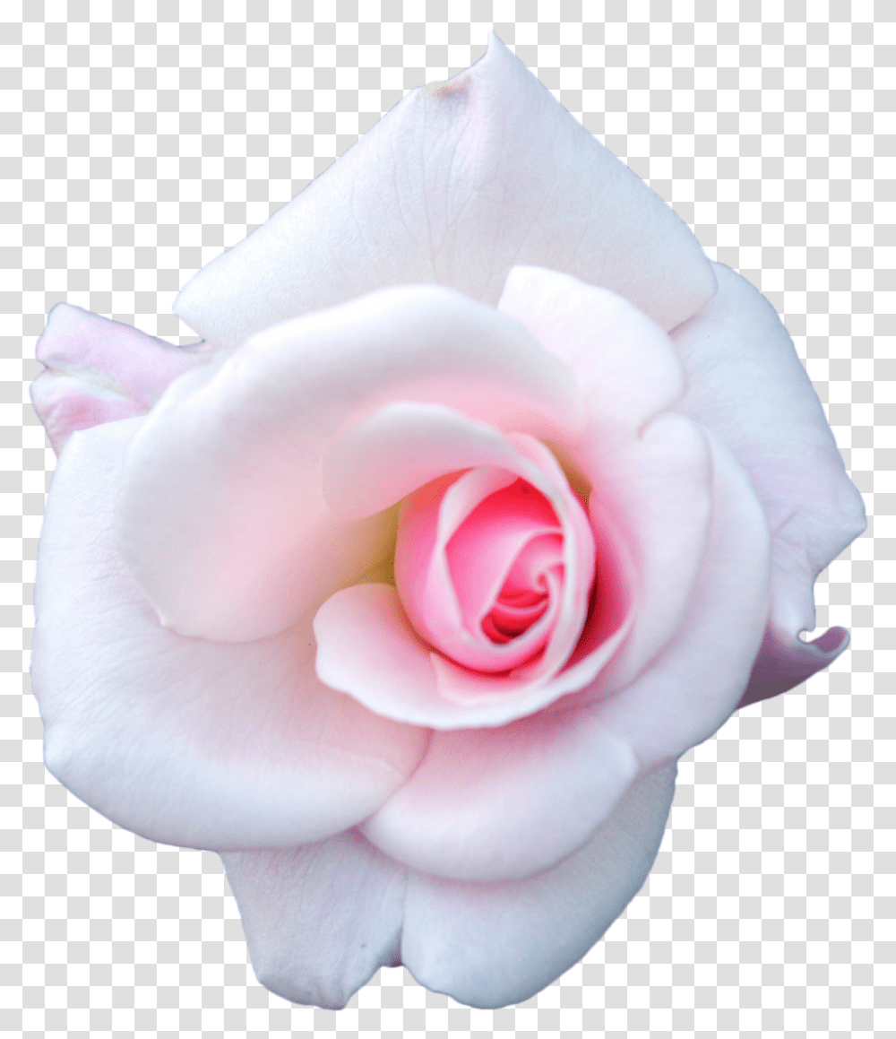 Download White Rose Image Garden Roses, Flower, Plant, Blossom, Petal Transparent Png