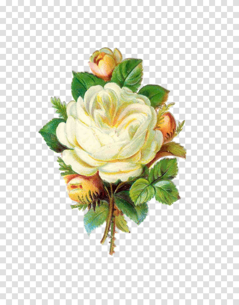 Download White Rose Images Pictures Vintage White Flowers, Floral Design, Pattern, Graphics, Art Transparent Png