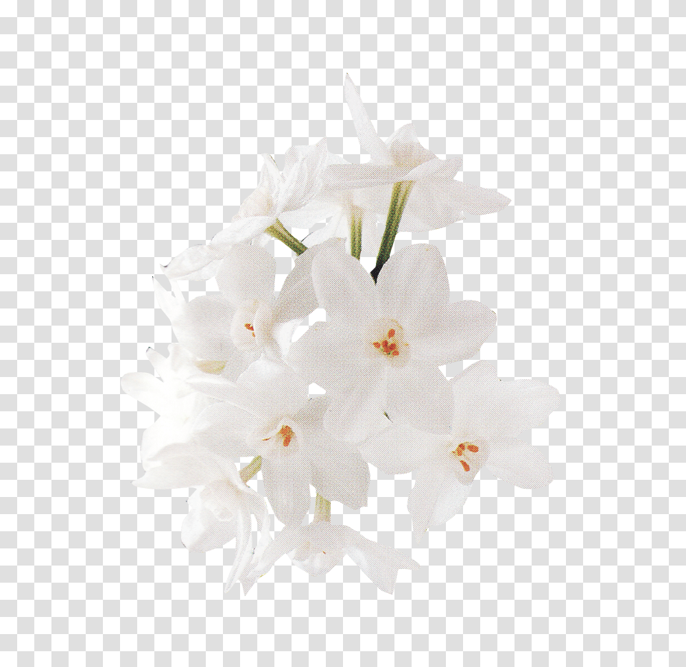 Download White Rose Rose Image With No Background White Flower Images Download, Plant, Blossom, Flower Arrangement, Lily Transparent Png