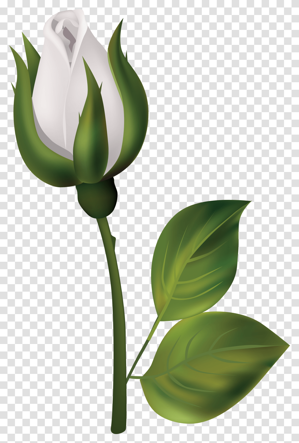 Download White Roses Bud Clipart, Plant, Flower, Blossom, Leaf Transparent Png