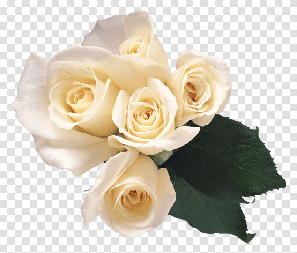 Download White Roses Image For Free White Roses, Flower, Plant, Blossom, Petal Transparent Png