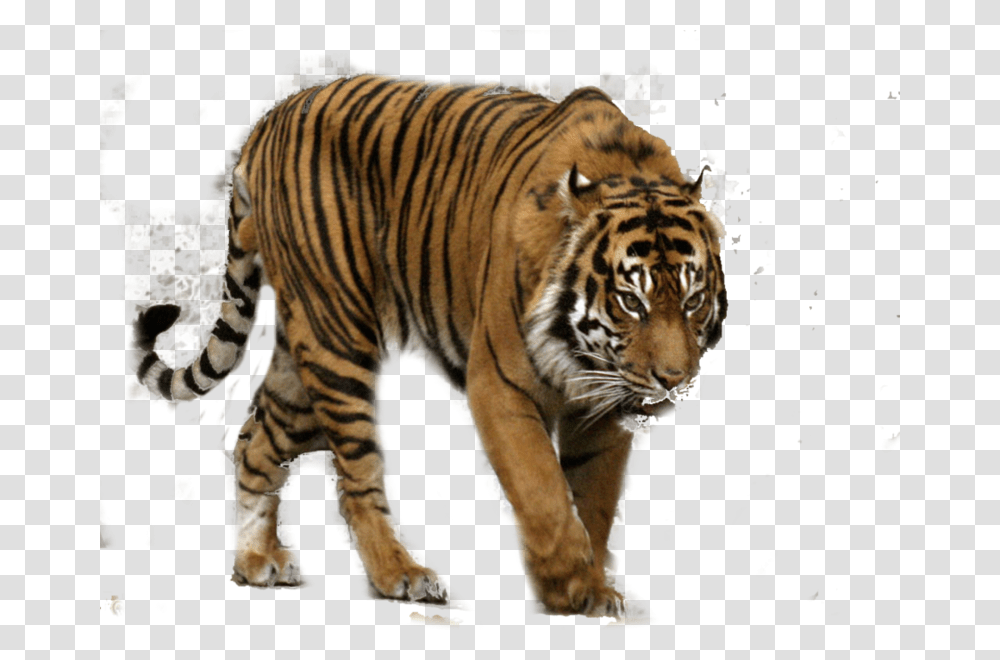 Download White Tiger Free Image And Clipart Sumatran Tiger, Wildlife, Mammal, Animal Transparent Png