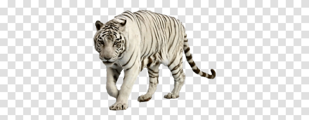 Download White Tiger Free Image White Tigers With Blue Eyes, Wildlife, Mammal, Animal, Zoo Transparent Png
