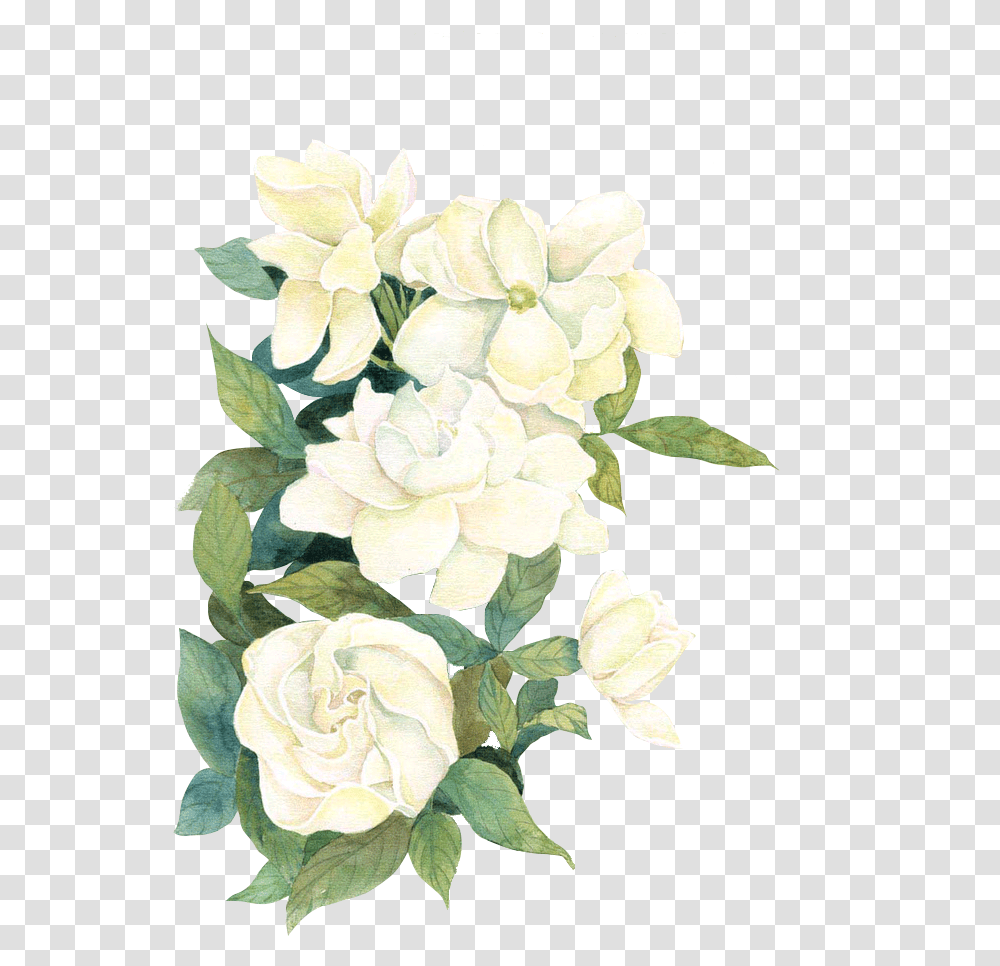 Download White Watercolor Flwoers White Watercolor Flowers White Watercolor Flowers Background, Plant, Blossom, Geranium, Rose Transparent Png