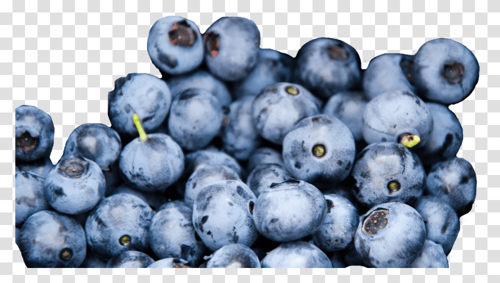 Download Wild Blueberries Credit Blueberry Texture Full Do Blueberries Taste Like, Fruit, Plant, Food, Bird Transparent Png