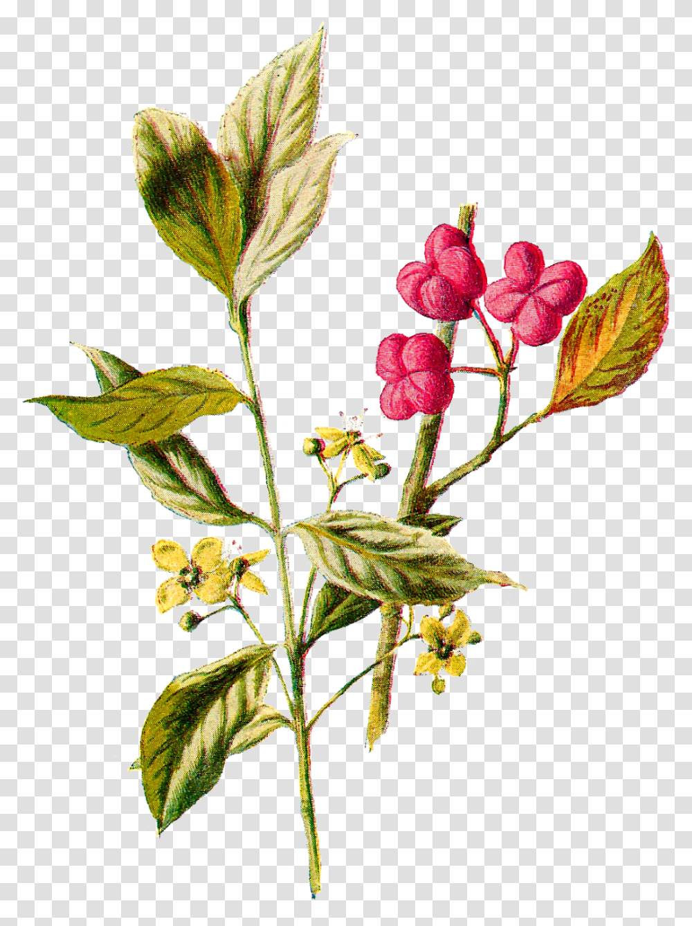 Download Wildflower Illustration Flower Wildflower Illustration, Plant, Acanthaceae, Blossom, Fruit Transparent Png