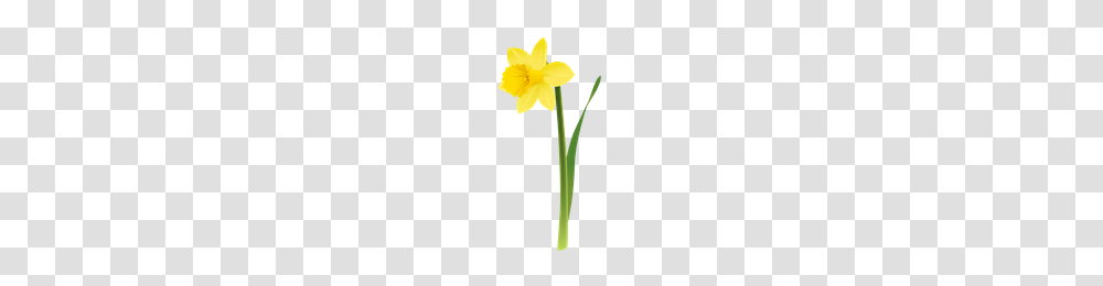 Download Wildflowers Free Photo Images And Clipart Freepngimg, Plant, Blossom, Daffodil Transparent Png