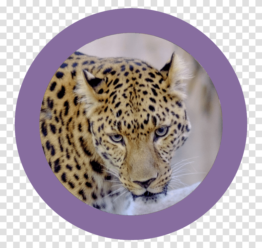 Download Wildine Icon African Leopard, Panther, Wildlife, Mammal, Animal Transparent Png