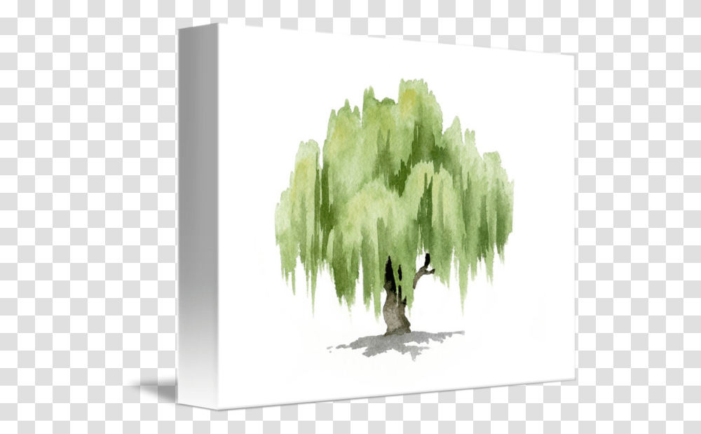 Download Willow Tree By David Rogers Willow Tree Watercolor Painting, Plant, Bird, Leaf, Food Transparent Png