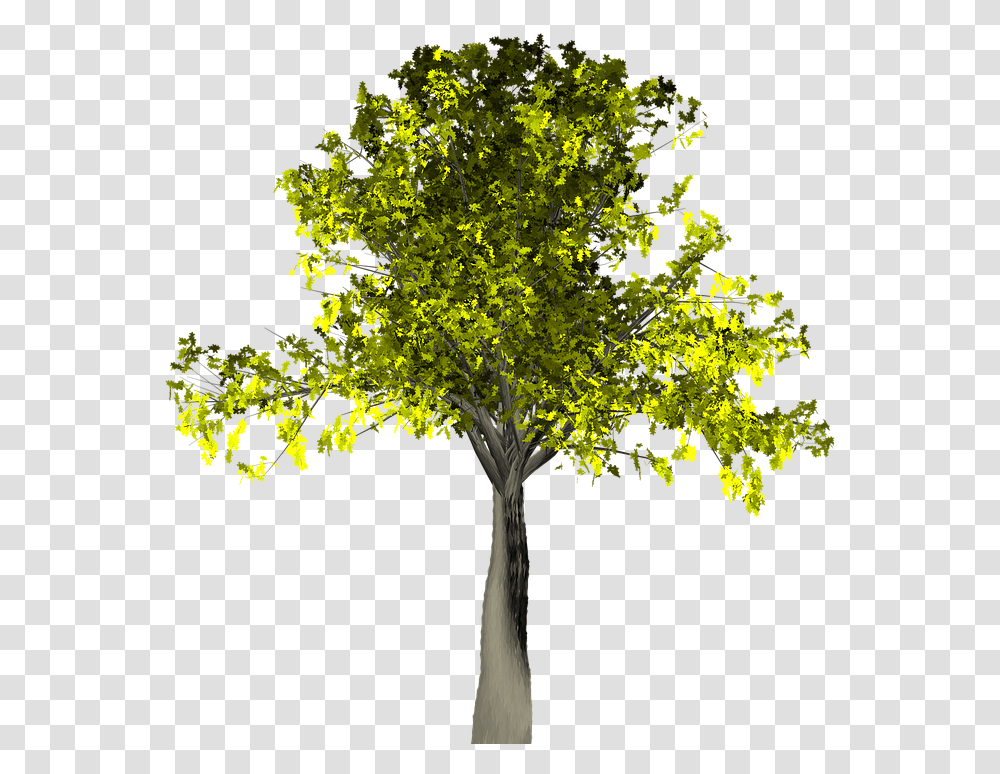 Download Willow Tree Vector 14 Buy Pixabay Tree, Plant, Tree Trunk, Leaf, Maple Transparent Png