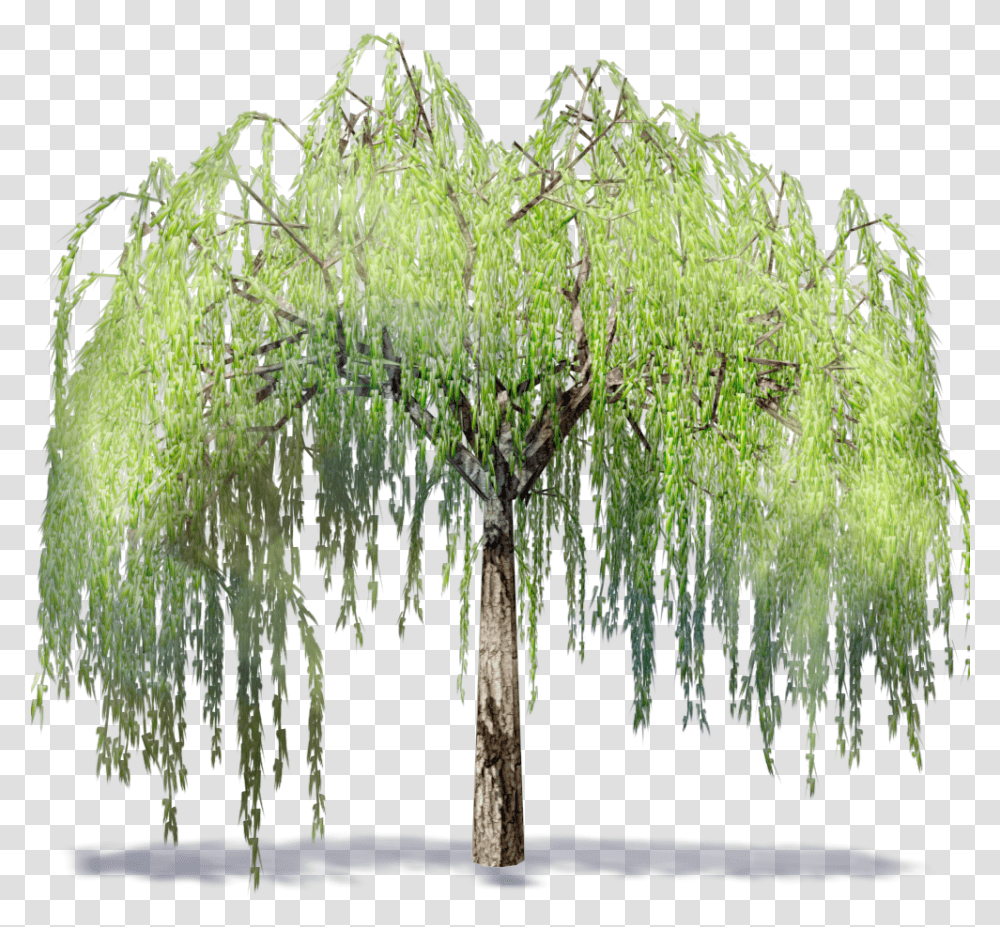 Download Willowtree Willow Tree Background, Plant, Vegetation, Moss, Ice Transparent Png