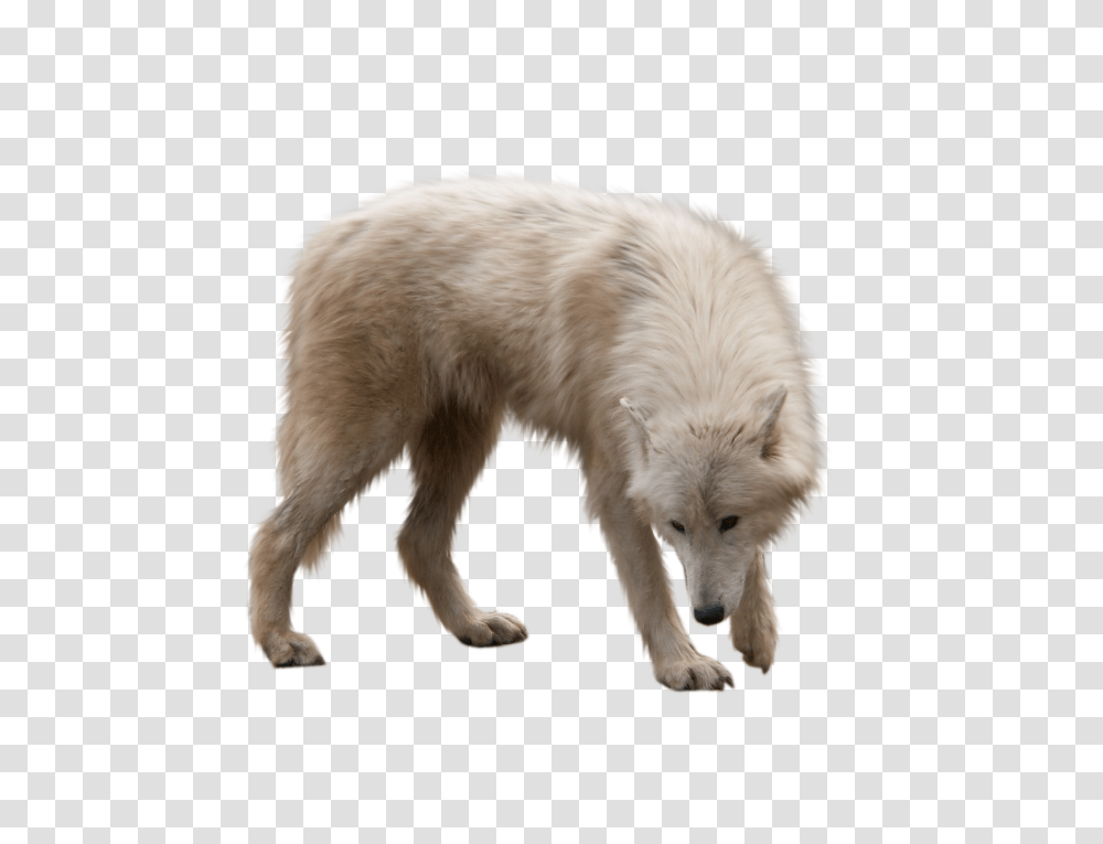 Download Winter Animals Animal Full Size Wolf Pup, Mammal, Dog, Pet, Canine Transparent Png
