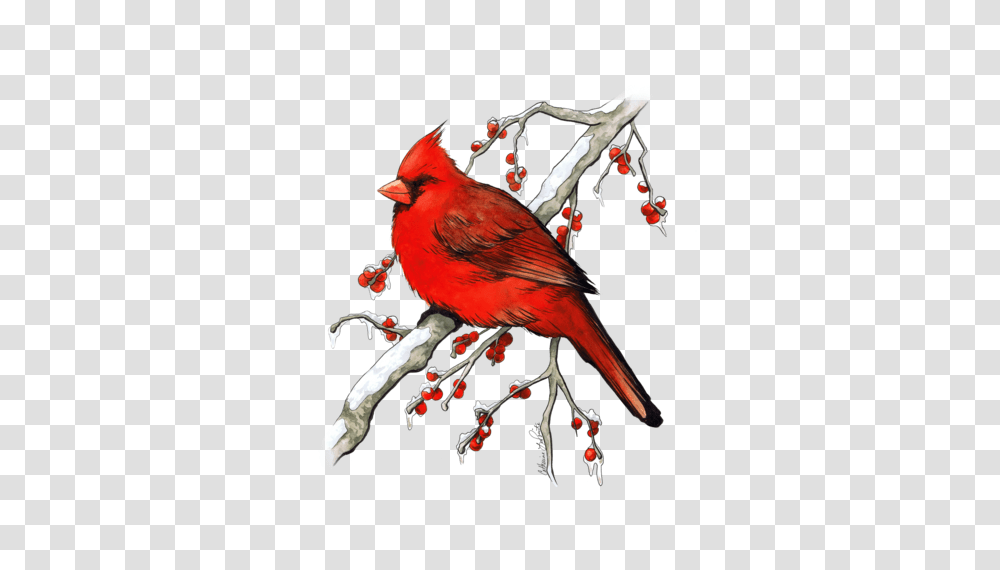 Download Winter Cardinal Watercolor And Cardinal Watercolor, Bird, Animal Transparent Png