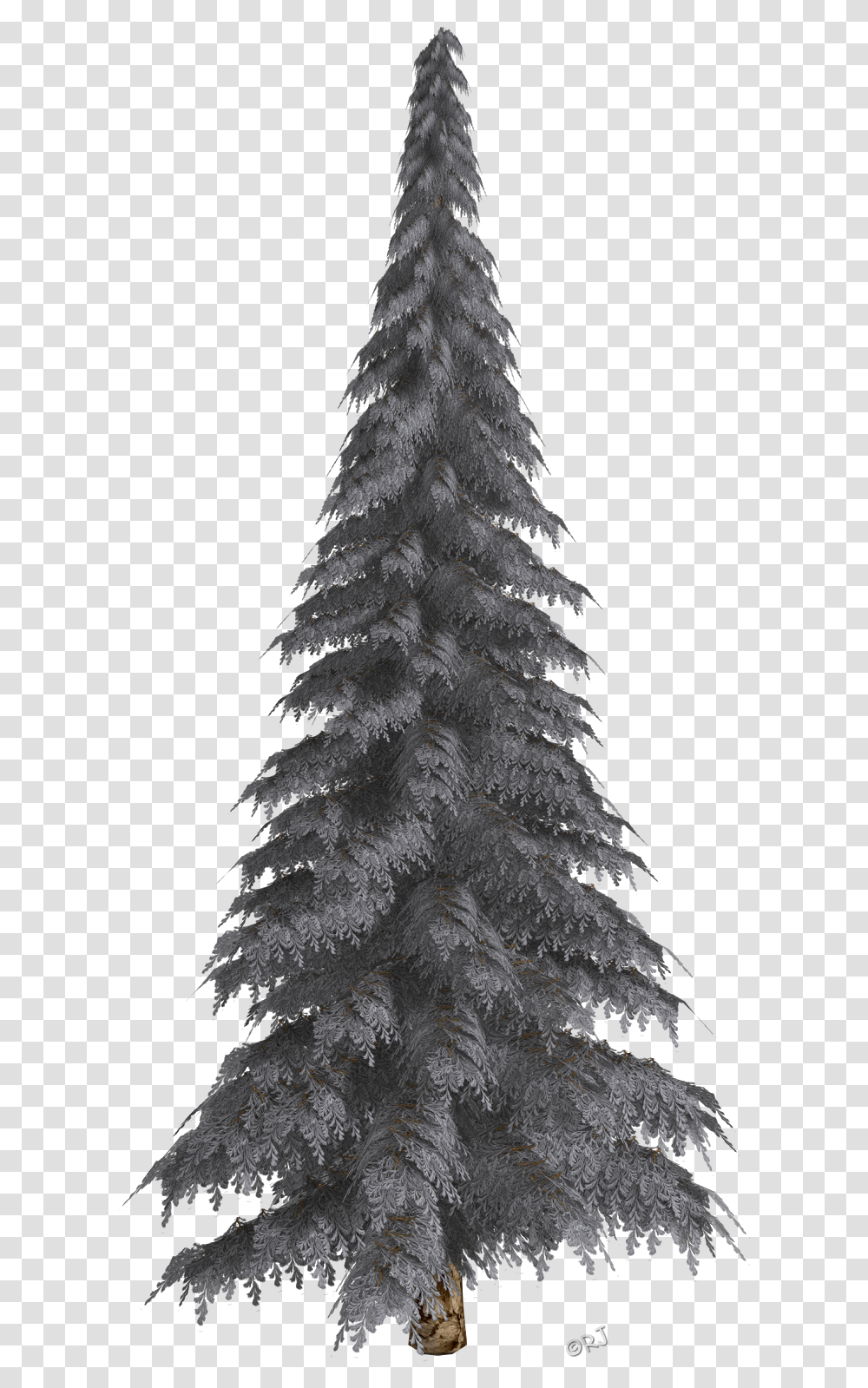 Download Winter Trees Christmas Christmas Tree, Plant, Fir, Abies, Outdoors Transparent Png