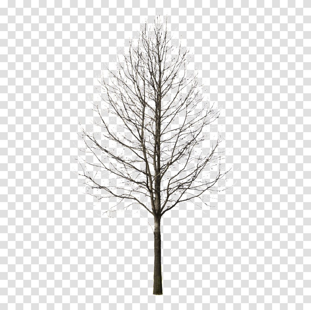 Download Winter Trees Pine Tree Cutout Image Winter Tree, Plant, Pattern, Drawing, Art Transparent Png