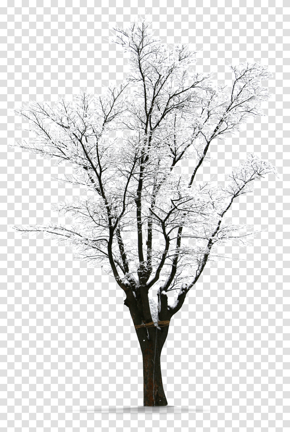 Download Winter Trees Snow Winter Snow Tree, Plant, Leaf, Drawing, Art Transparent Png