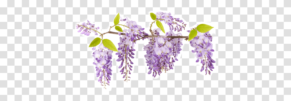 Download Wisteria Flower Svg Wisteria Branch, Plant, Blossom, Lilac, Lavender Transparent Png