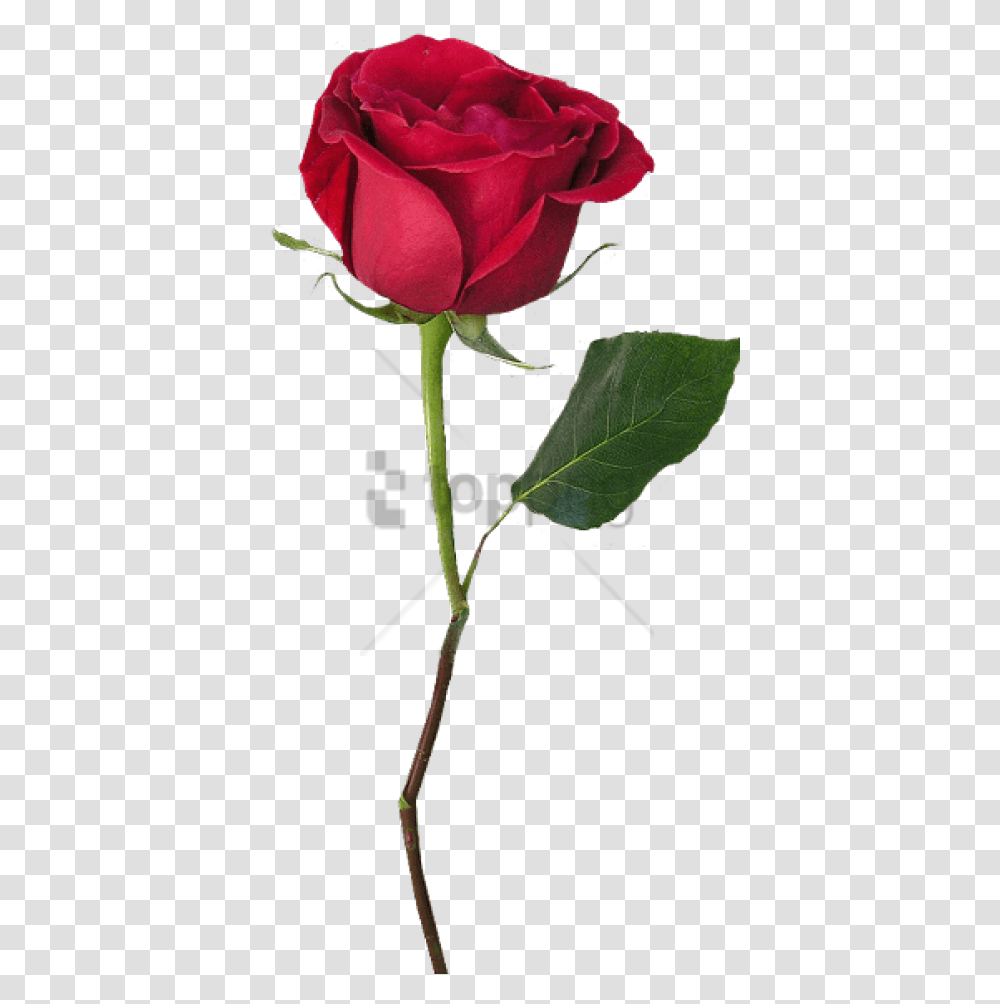 Download With Images Background Single Red Rose, Flower, Plant, Blossom, Leaf Transparent Png