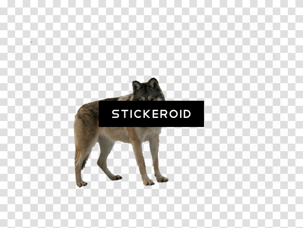 Download Wolf, Coyote, Mammal, Animal, Dog Transparent Png
