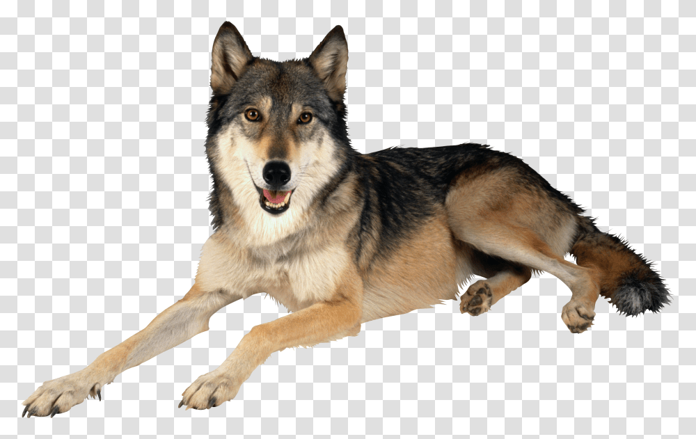 Download Wolf Images Backgrounds Wolf Dog, Pet, Canine, Animal, Mammal Transparent Png