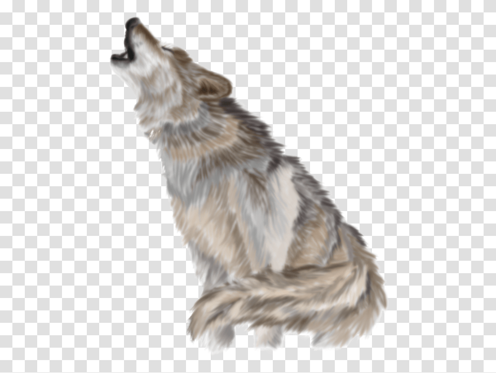 Download Wolf Pic Background Wolf, Bird, Animal, Mammal, Coyote Transparent Png