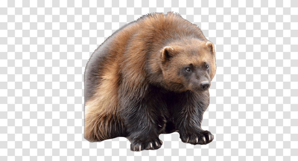 Download Wolverine Clipart Animal Face Wolverine Canadian Wolverine In New York, Bear, Wildlife, Mammal, Brown Bear Transparent Png