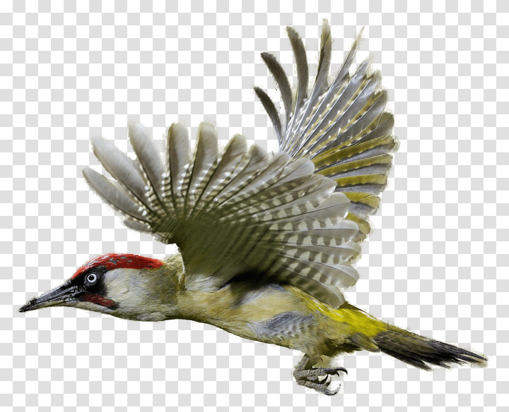 Download Woodpecker Clipart Realistic Green Woodpecker, Bird, Animal, Flicker Bird Transparent Png
