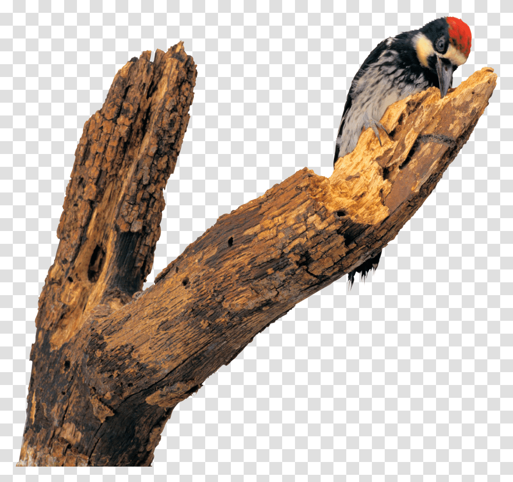 Download Woodpecker Woodpeckers Transparent Png