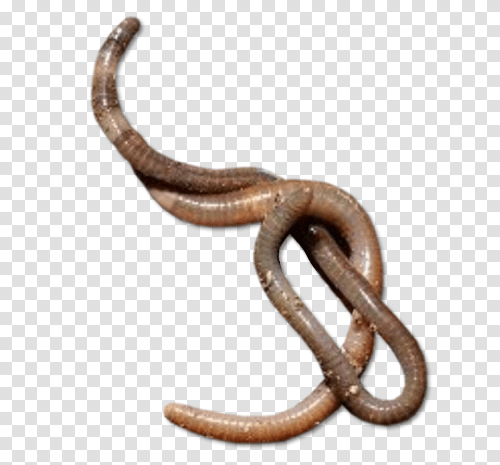 Download Worms Worm, Snake, Reptile, Animal, Invertebrate Transparent Png