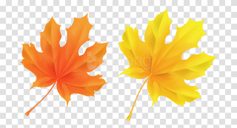 Download Yellow And Background Fall Leaf Clipart, Plant, Maple Leaf, Tree Transparent Png
