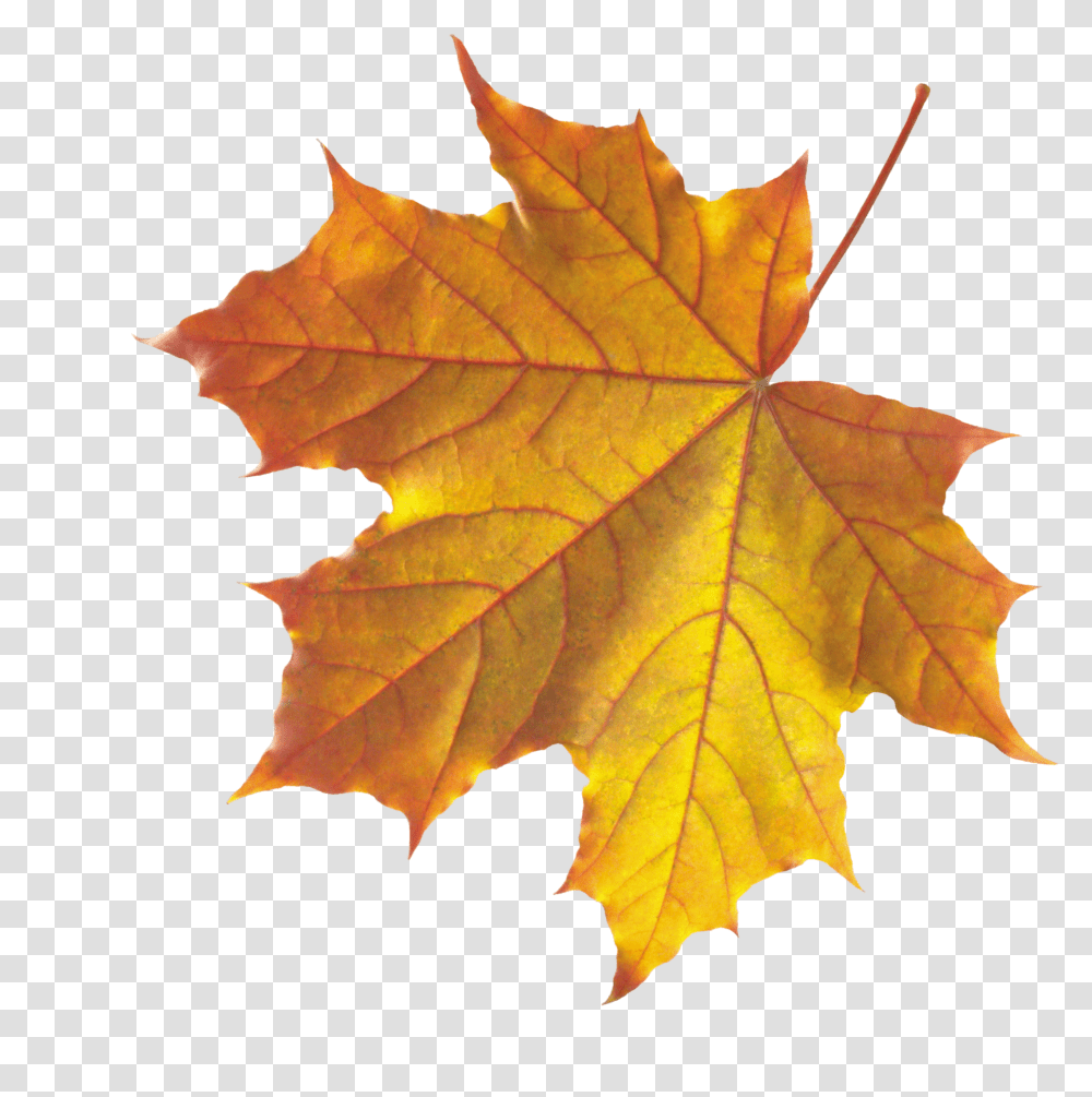 Download Yellow Autumn Leaves Image Real Autumn Leaves Transparent Png