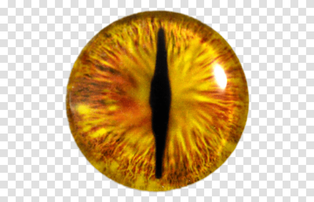 Download Yellow Dragon Eye Full Size Image Pngkit, Sphere, Plant, Fungus, Agaric Transparent Png