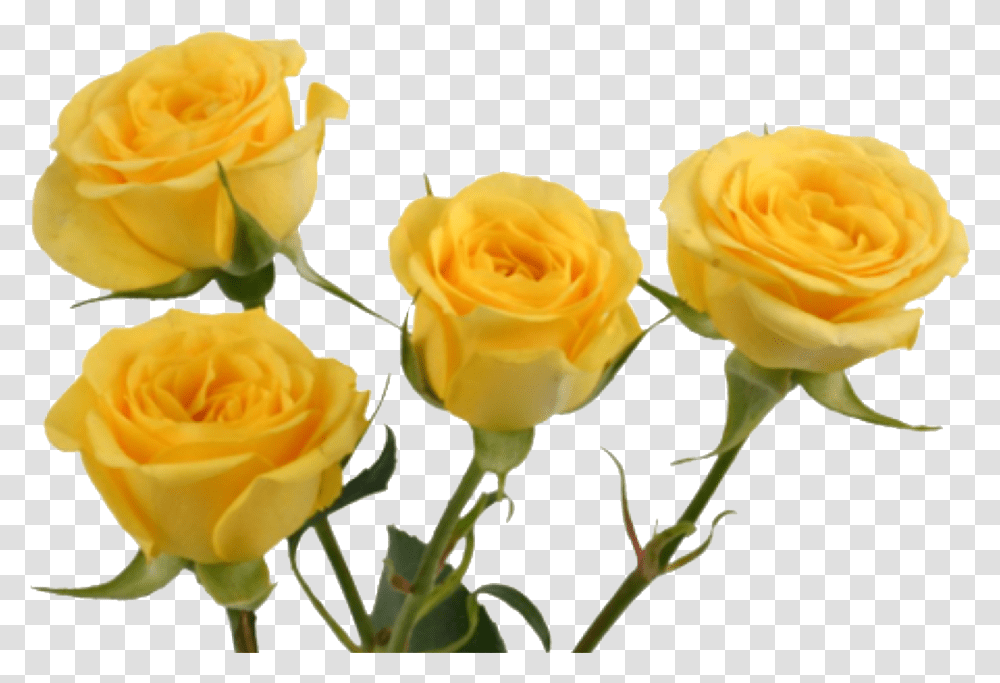 Download Yellow Flower Aesthetic, Rose, Plant, Blossom, Petal Transparent Png
