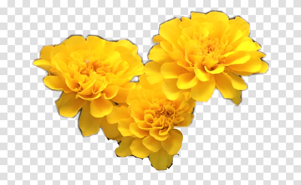 Download Yellow Flower Crown Yellow Yellow Flower Background, Plant, Dahlia, Blossom, Petal Transparent Png